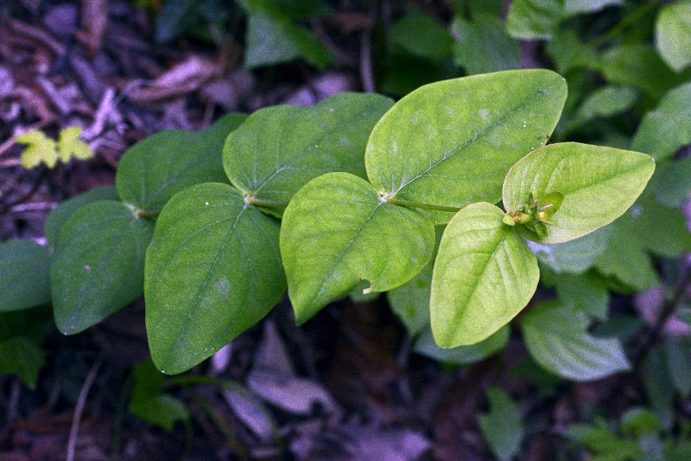 Hypericum androsaemum (Hypericaceae)